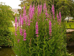 Beautiful plant loosestrife