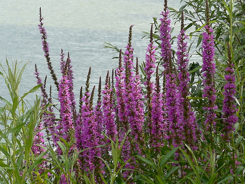 Growing loosestrife