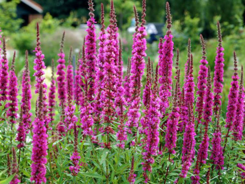 Sowing loosestrife seeds.