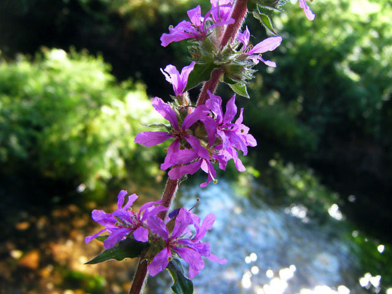 How to multiply a loosestrife