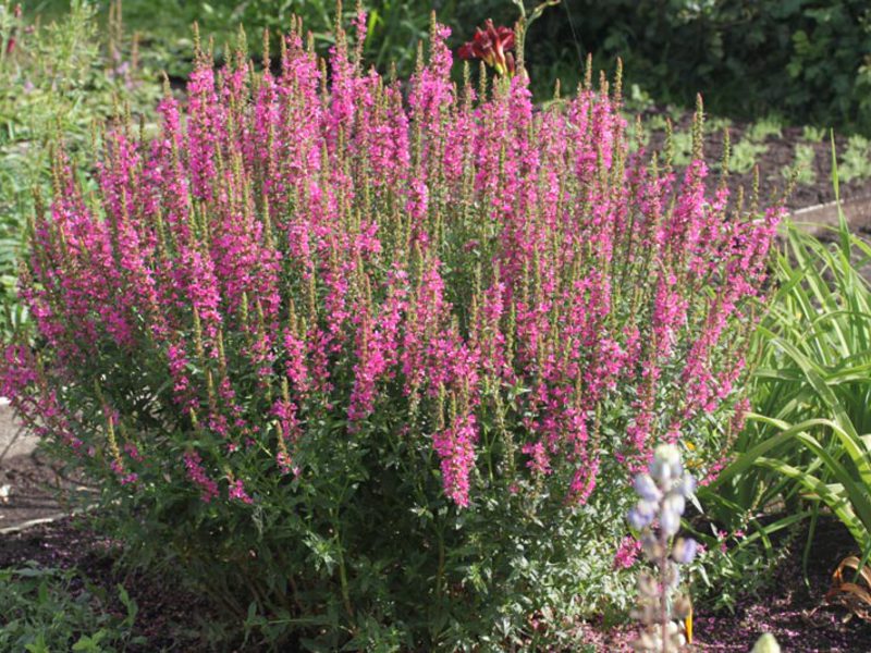 Ivolist loosestrife, planting and care