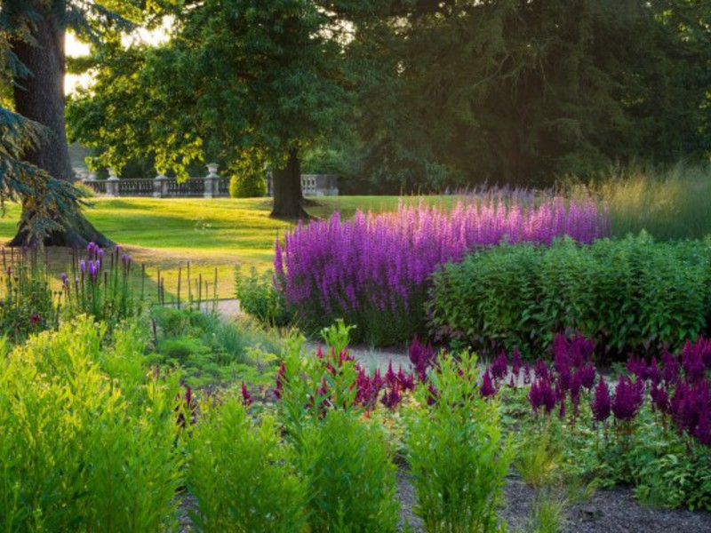 Willow loosestrife blooms from June to September