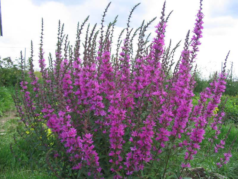 How to care for a loosestrife