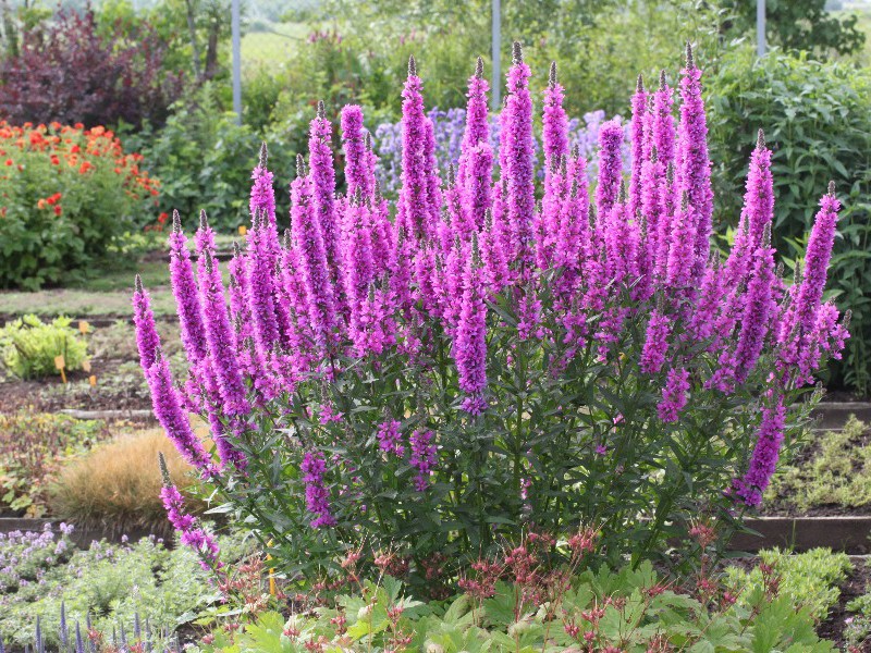 Loosestrife willow, planting and care