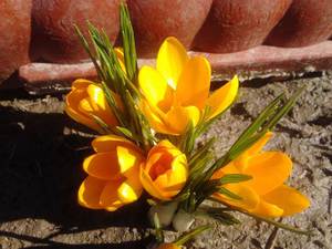 How to plant crocuses correctly