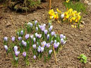 Beautiful crocus flower