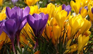 Crocus diseases