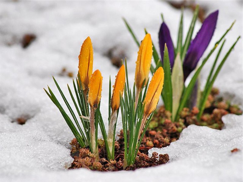 What conditions to create for crocuses