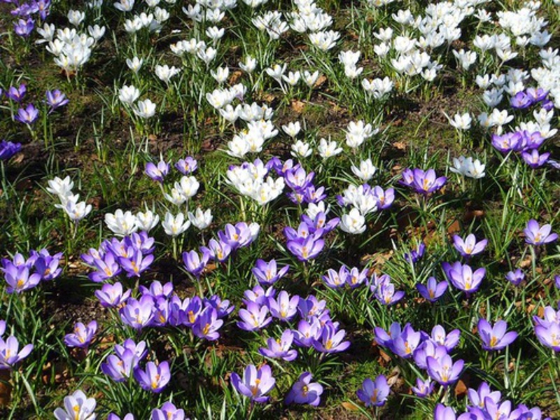 Blooming crocuses