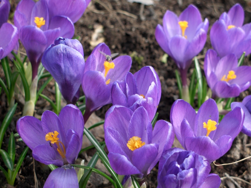 Conditions for the growth of crocuses