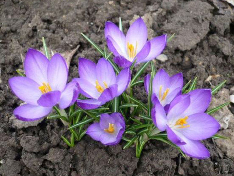 Planting and caring for crocuses