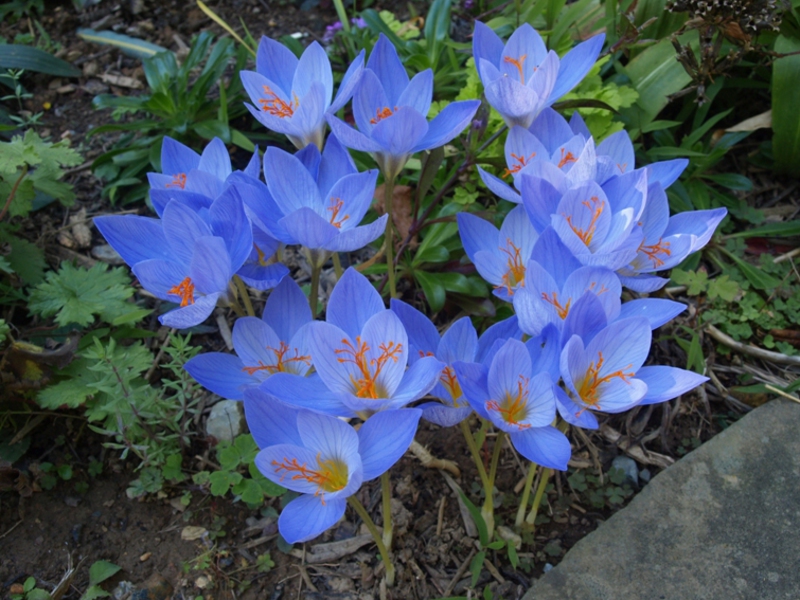 How to grow crocuses