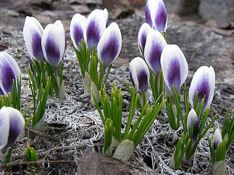 Crocus care