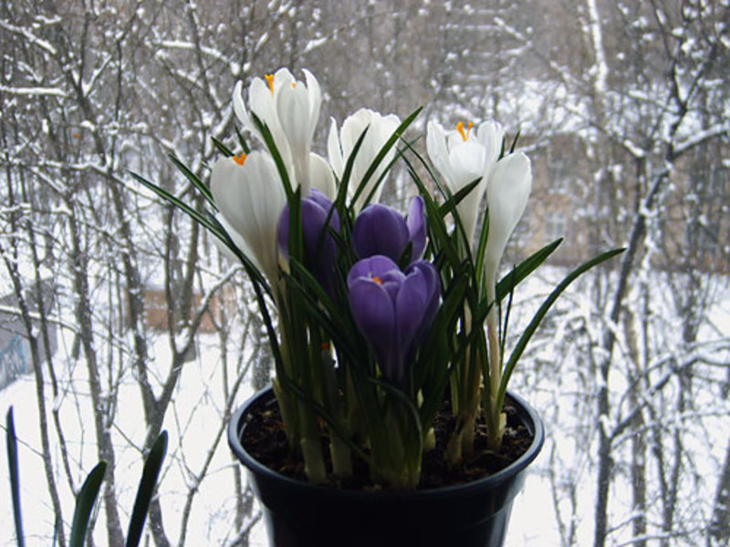 Blooming crocuses