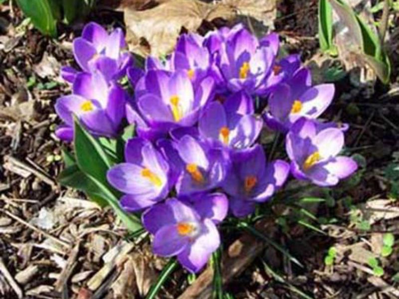 Blooming crocuses