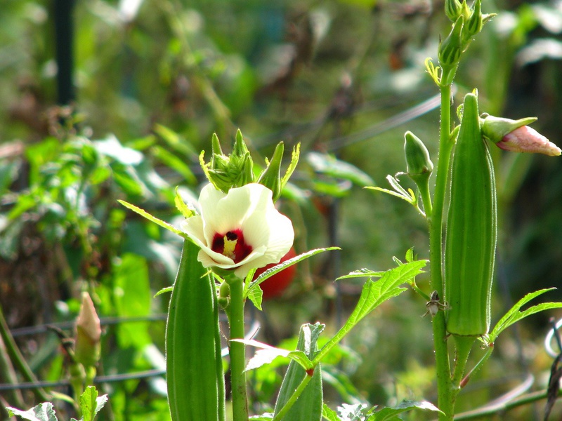 Features of the growth of okra