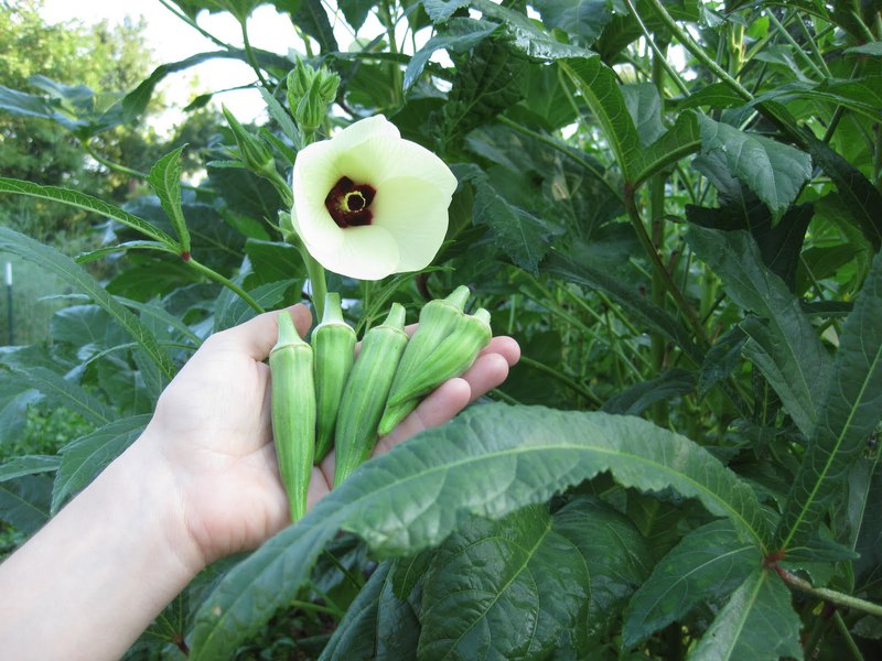 Description of okra fruit