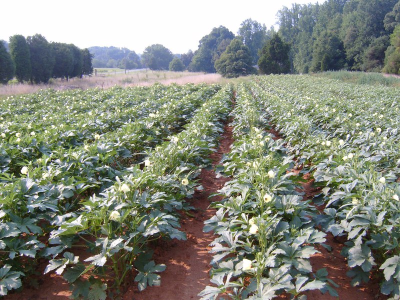 The nuances of growing okra