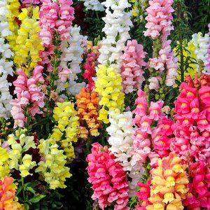 Как да отглеждаме Snapdragons