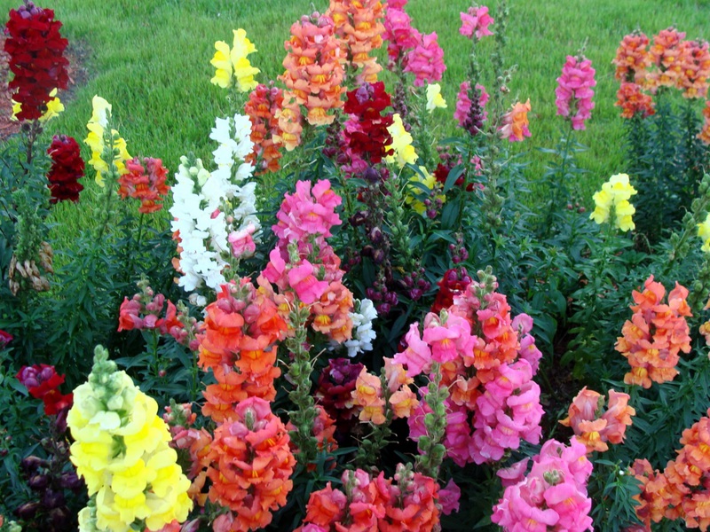 Snapdragon характеристика