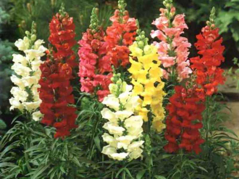 Toadflax - див Snapdragon