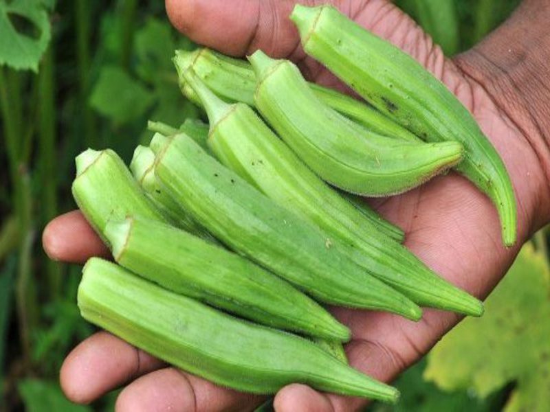 Benefits and advantages of okra