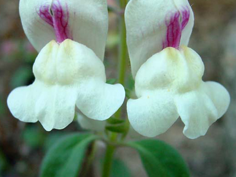 Как да отглеждаме Snapdragons