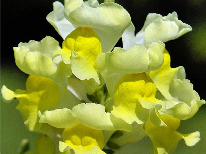 Как да отглеждаме Snapdragons