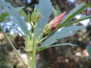 The history of the appearance of the okra plant