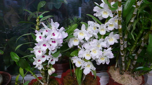 Separation of dendrobium orchids.