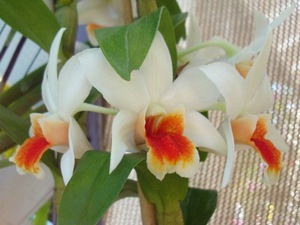 How long does dendrobium bloom