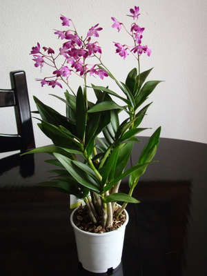 Caring for Dendrobium at home.