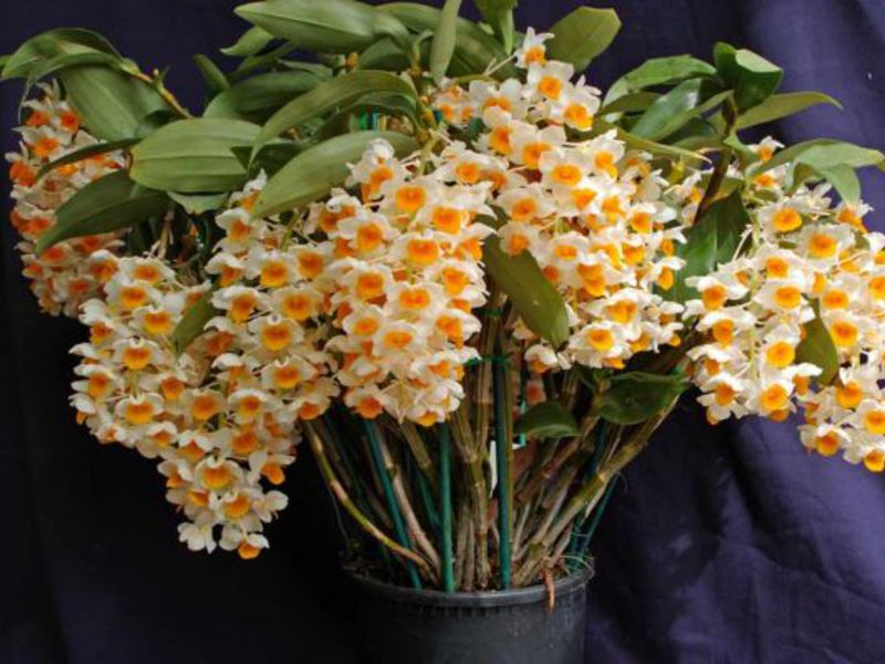 What Dendrobium Loves