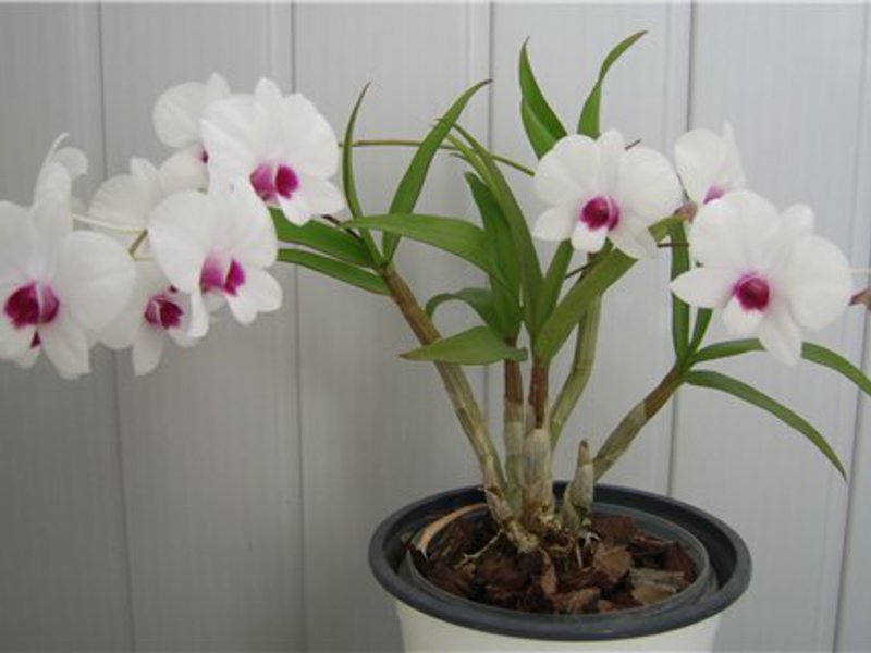 Caring for Dendrobium at home.