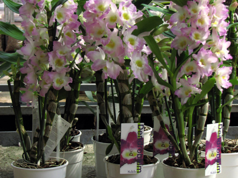 Special flower dendrobium