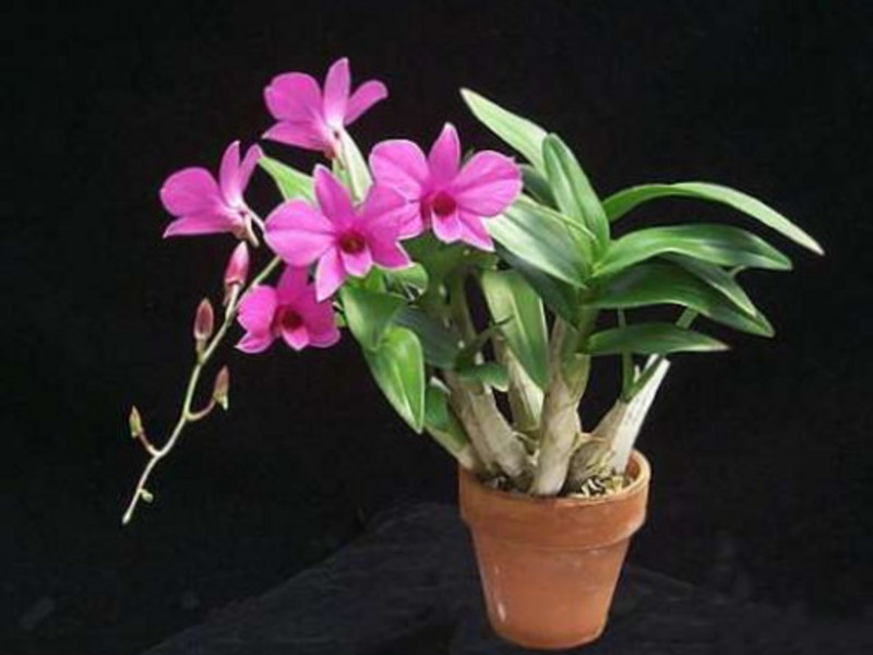 Features of dendrobium care