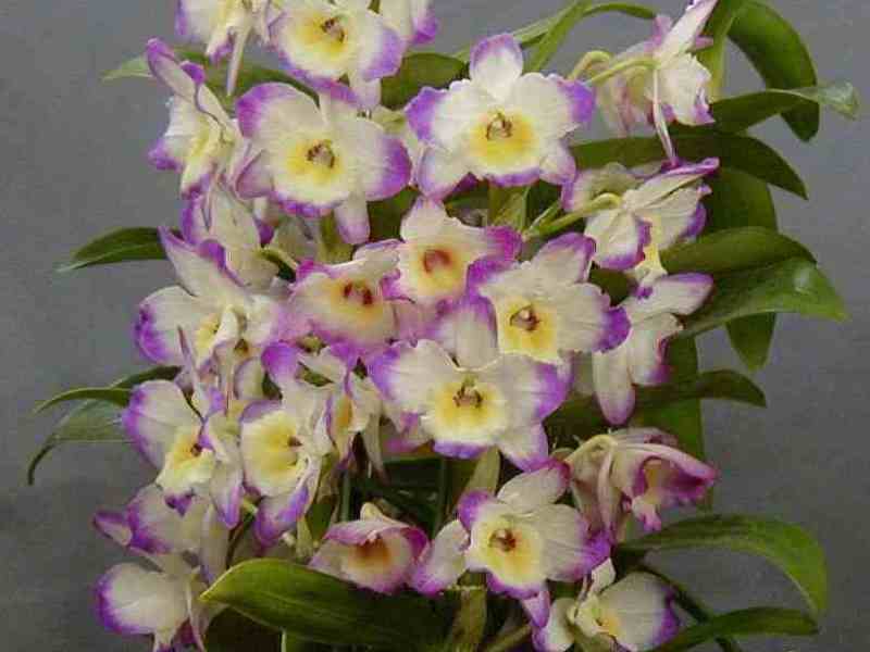 Beautiful dendrobium flower