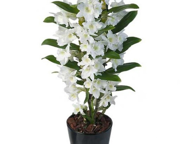 How to care for dendrobium