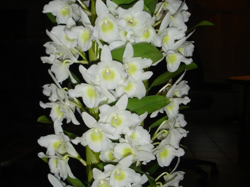 Dendrobium flower transplant rules