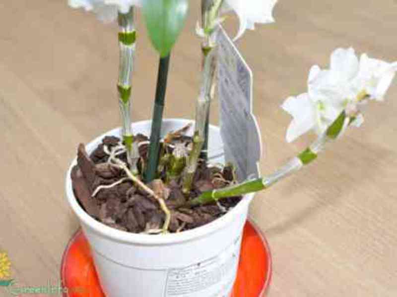 How to properly water dendrobium