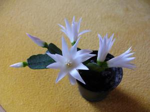 Rhipsalidopsis is an Easter cactus.