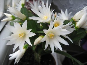 Rhipsalidopsis bloom in early spring