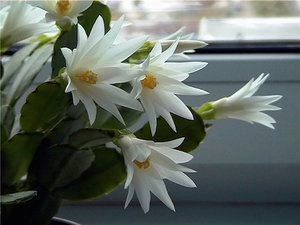 Easter cactus