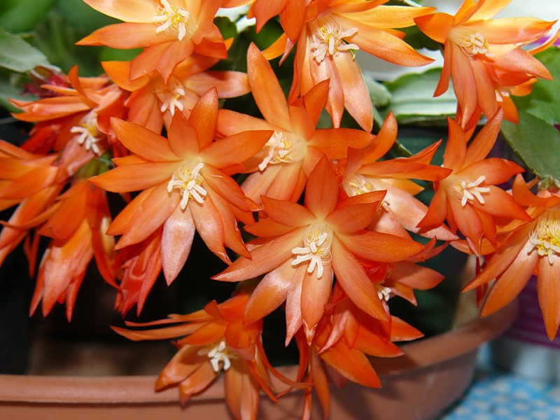 Rhipsalidopsis bloom in early spring