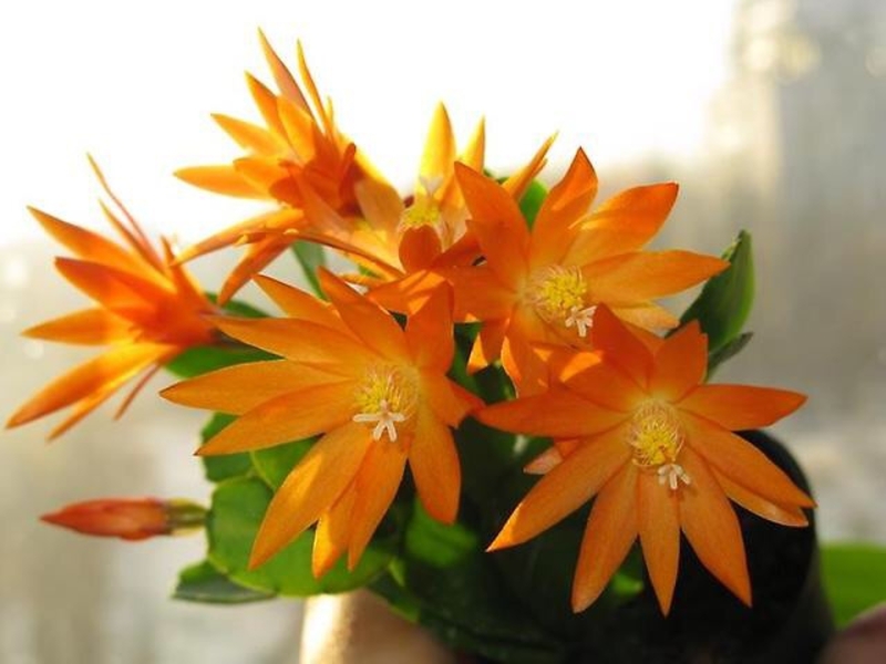 Easter cactus