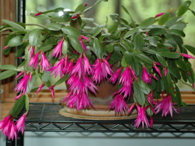 Bright bouquet of Ripsalidopsis.