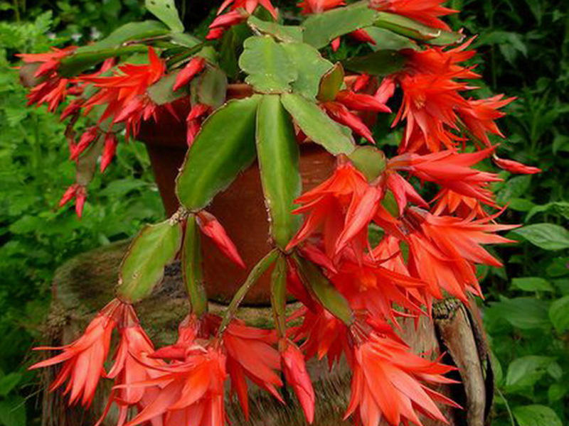 Easter cactus