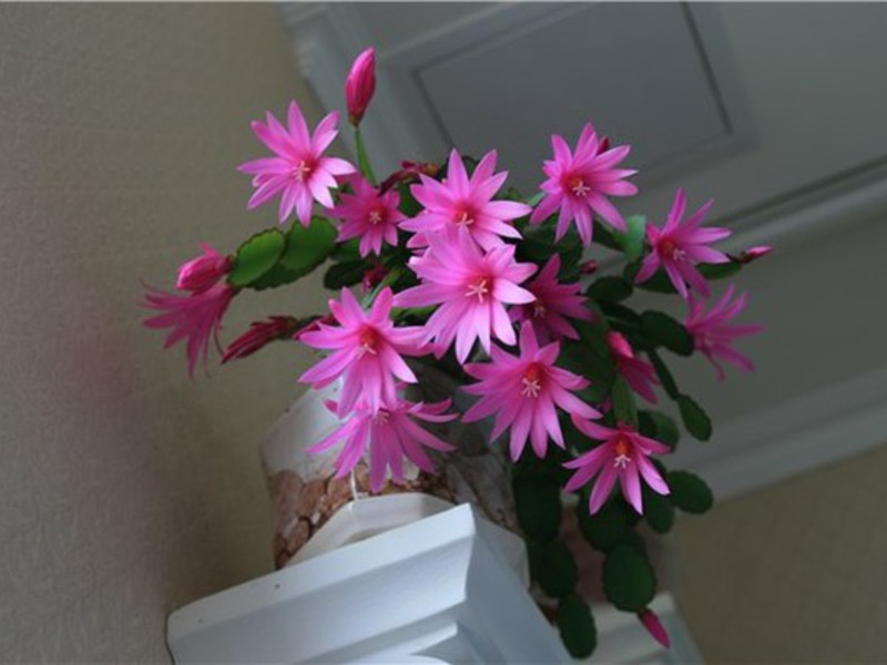 Rhipsalidopsis on the windowsill