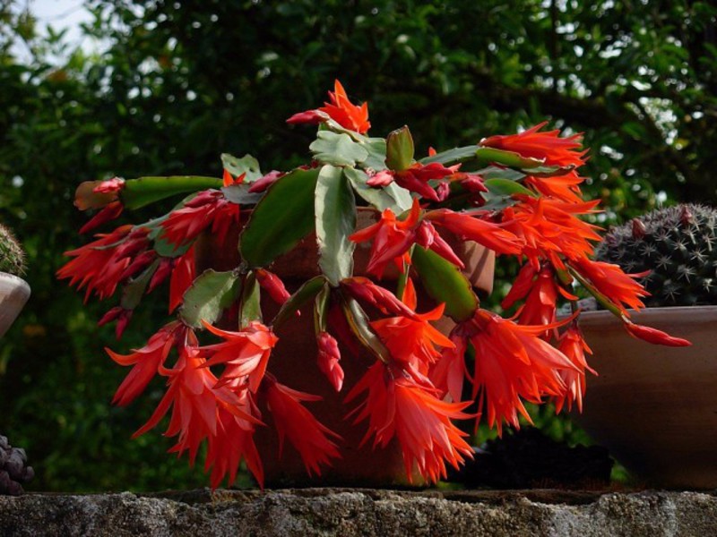 Rhipsalidopsis or Easter cactus