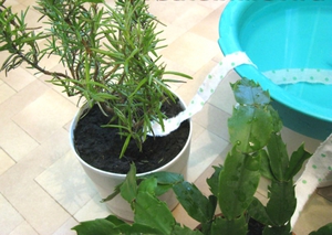 How to auto-irrigate plants